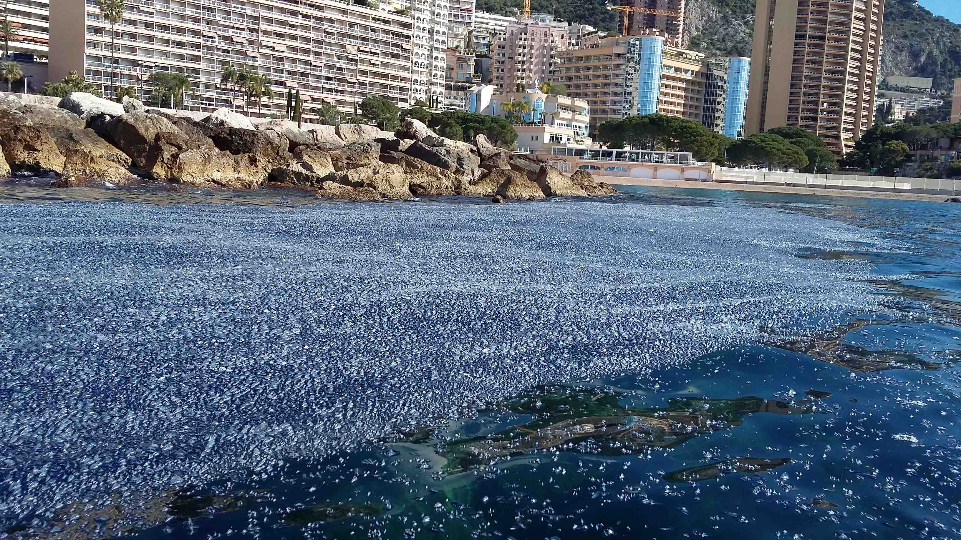 Le meduse Velella velella chiamate anche barchette di San Giovanni invadono la baia di Monaco