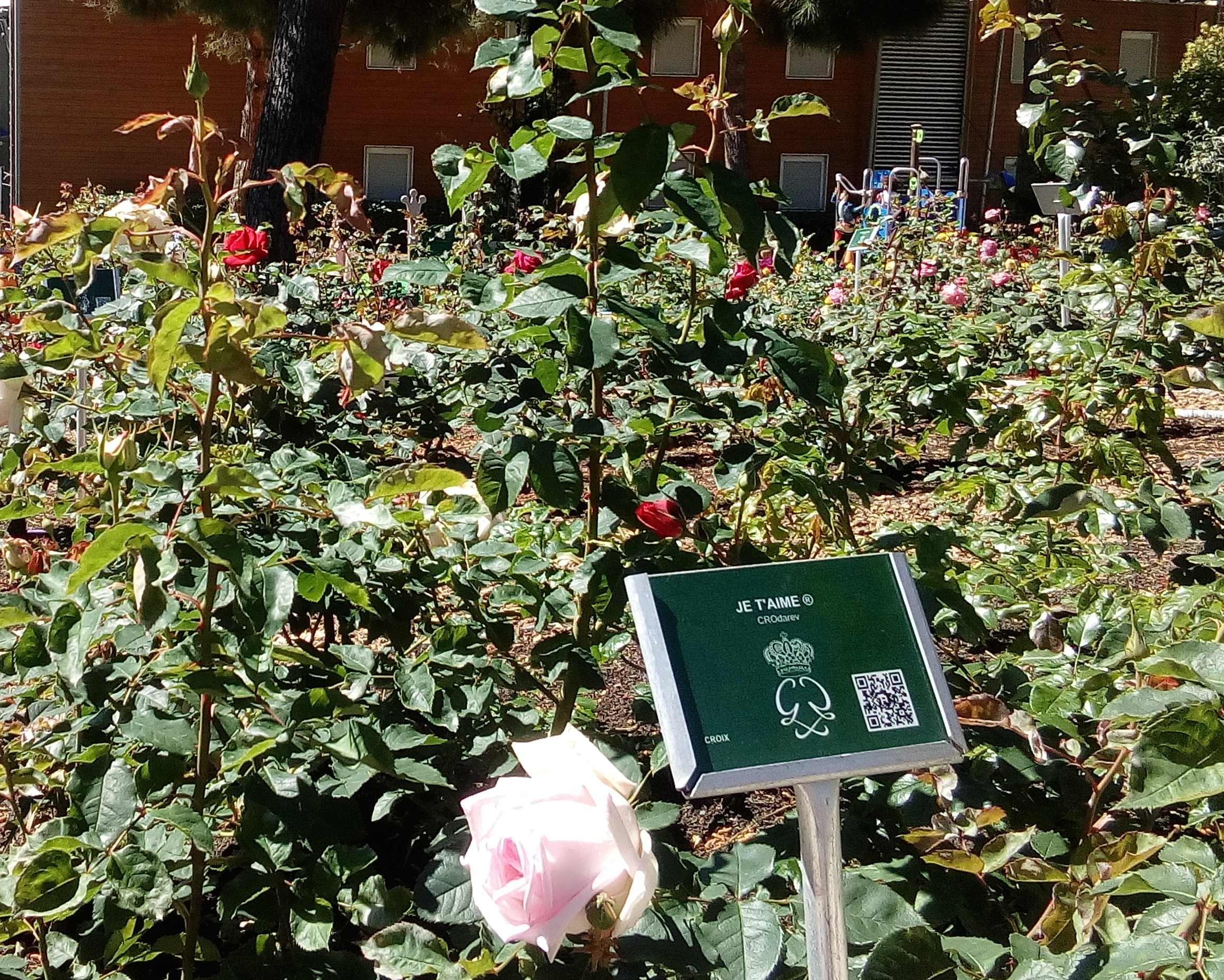 La Rosa e le sue pregiate varietà nel Roseto Principessa Grace di Monaco