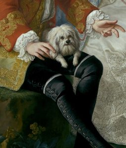Cani a corte: il cane del conte Giacomo Durazzo, particolare da un ritratto di Martin Van Meytens conservato al Metropolitan Museum of Art