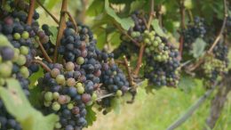 I piaceri della Tavola e del Vino nell'Antichità, nelle Giornate Europee del Patrimonio a Ventimiglia