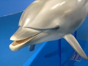 delfini, una tursiope e il capodoglio Salvatore, nella Sala dei cetacei del Museo Doria di Genova