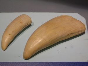 Denti di Capodoglio esposti al Museo Doria di Genova