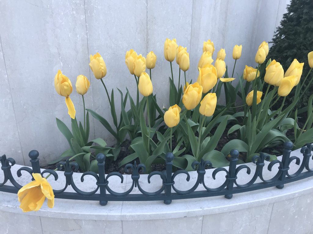 Tulipani nella piazza del Casinò