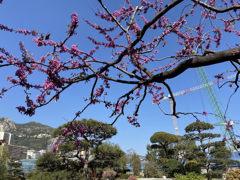 Giardino Giapponese di Monte Carlo: Fiori di Primavera